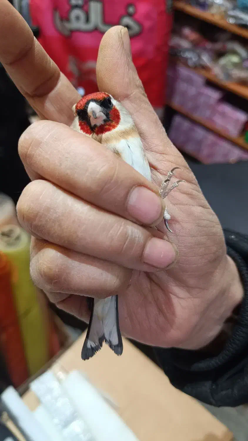 سهره چونه سفید|پرنده|الوند, |دیوار