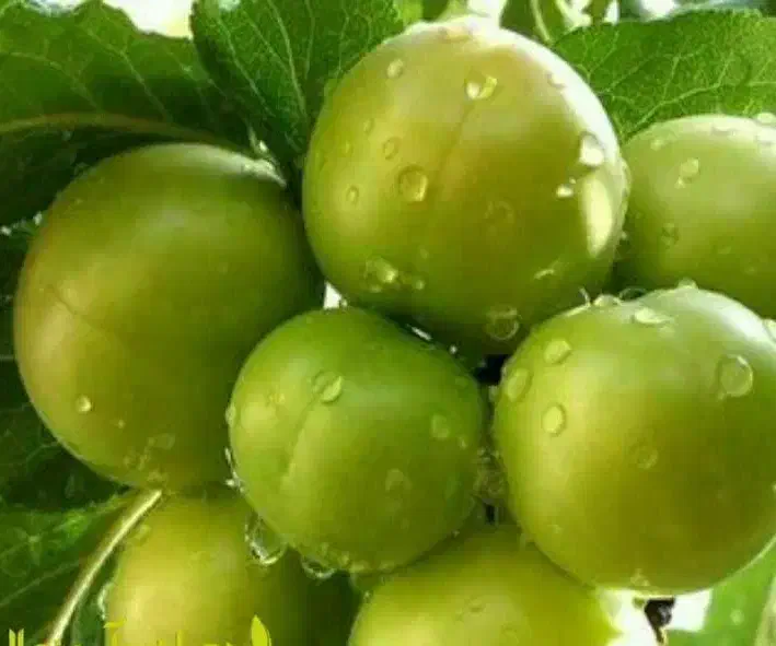 شروع پیش فروش نهال گوجه سبز گوگان|خدمات باغبانی و درختکاری|آوج, |دیوار