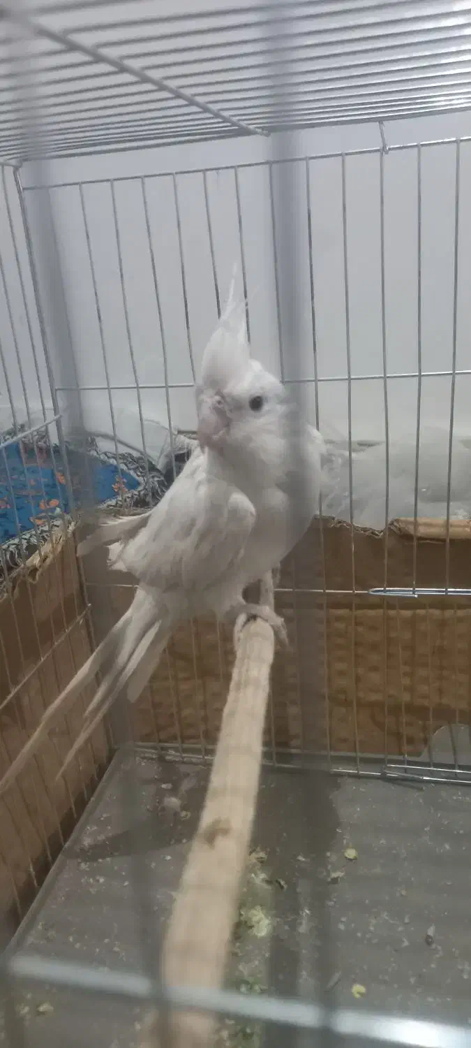 عروس هلندی|پرنده|کرمان, |دیوار