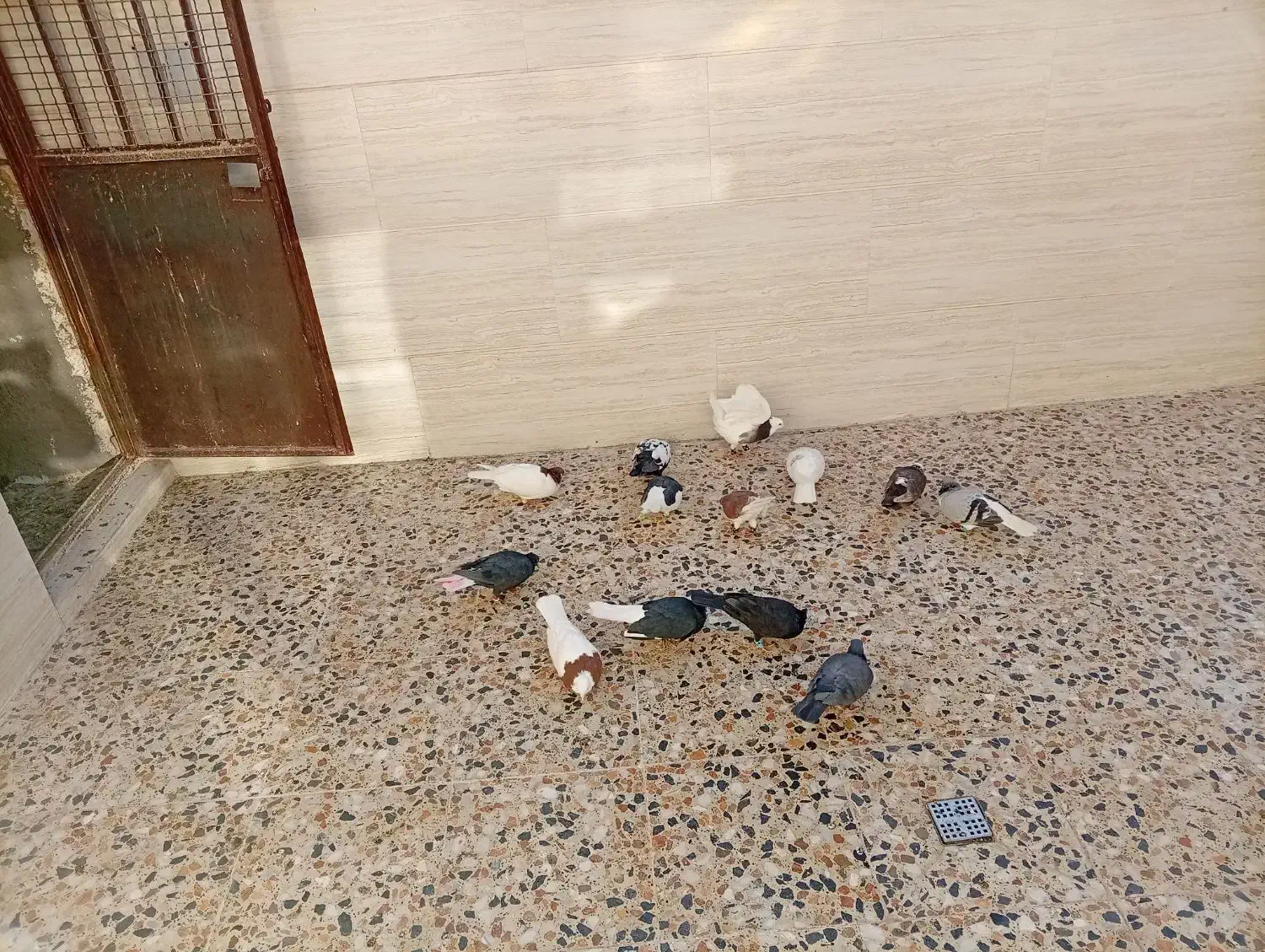 کفتر رنگی|پرنده|محمدیه-قزوین, |دیوار