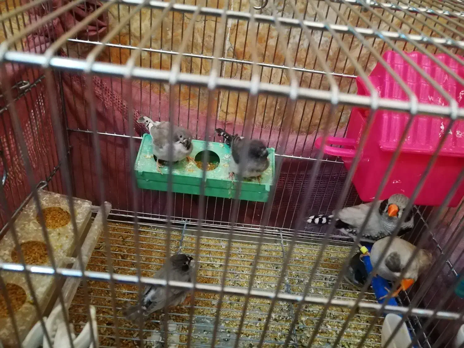 فنچ لپ سیاه معاوضه فقط با ماده قناری اماده|پرنده|شهرکرد, |دیوار