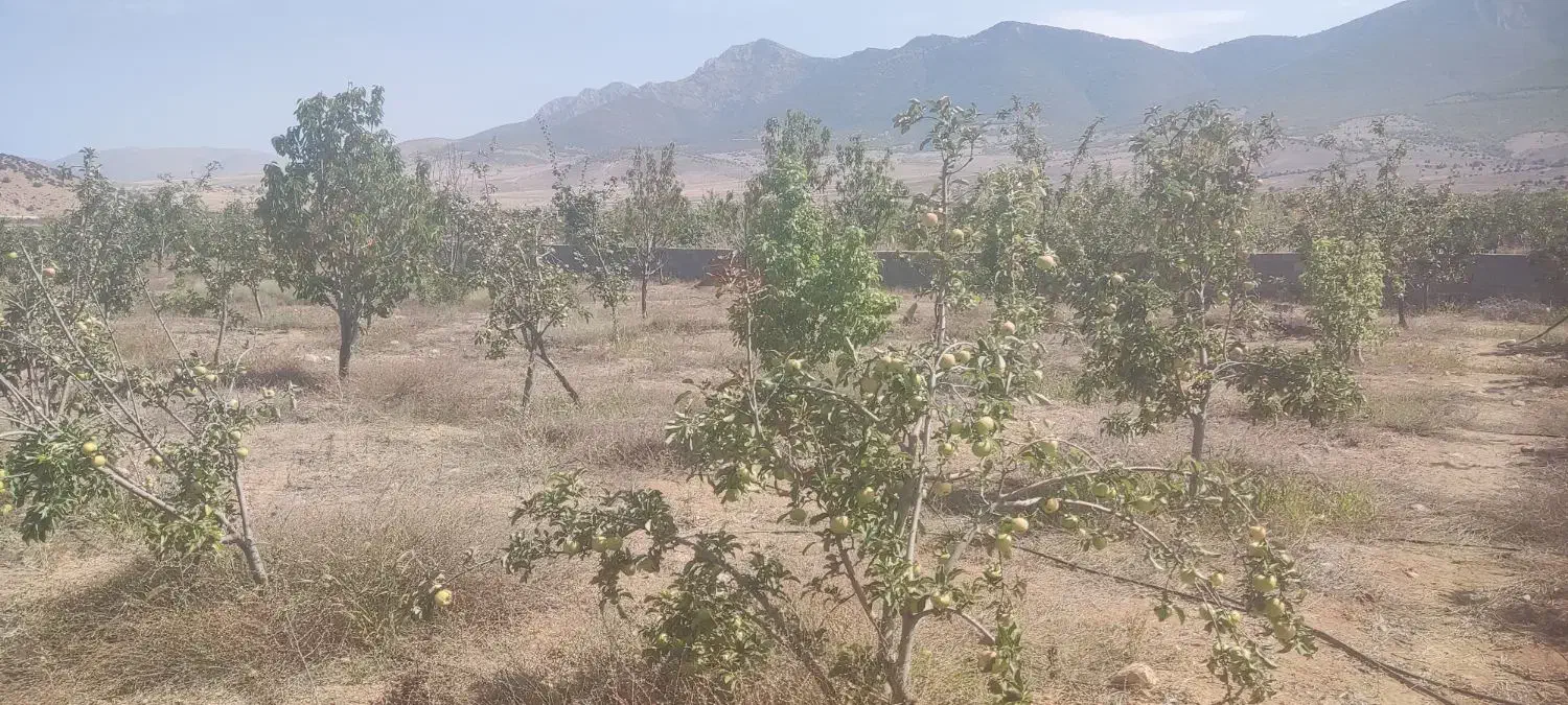 باغ کشاورزی 1.2 هکتار. با درختان به ثمر رسیده|فروش دفتر صنعتی، کشاورزی، تجاری|کیاسر, |دیوار