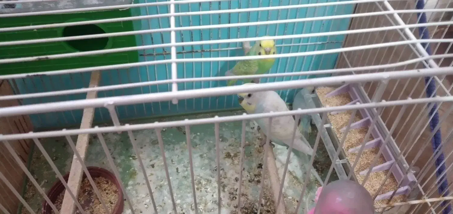 مرغ عشق رنگین کمانی با جوجه|پرنده|محمدیه-قزوین, |دیوار