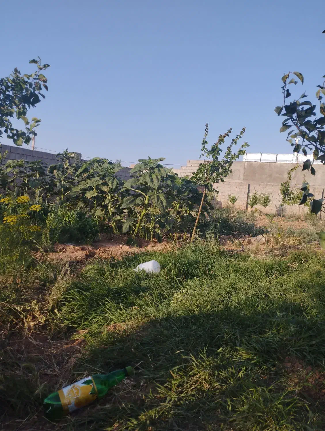 زمین در بیلوردی املاک ولیعصر|فروش زمین و ملک کلنگی|خواجه, |دیوار