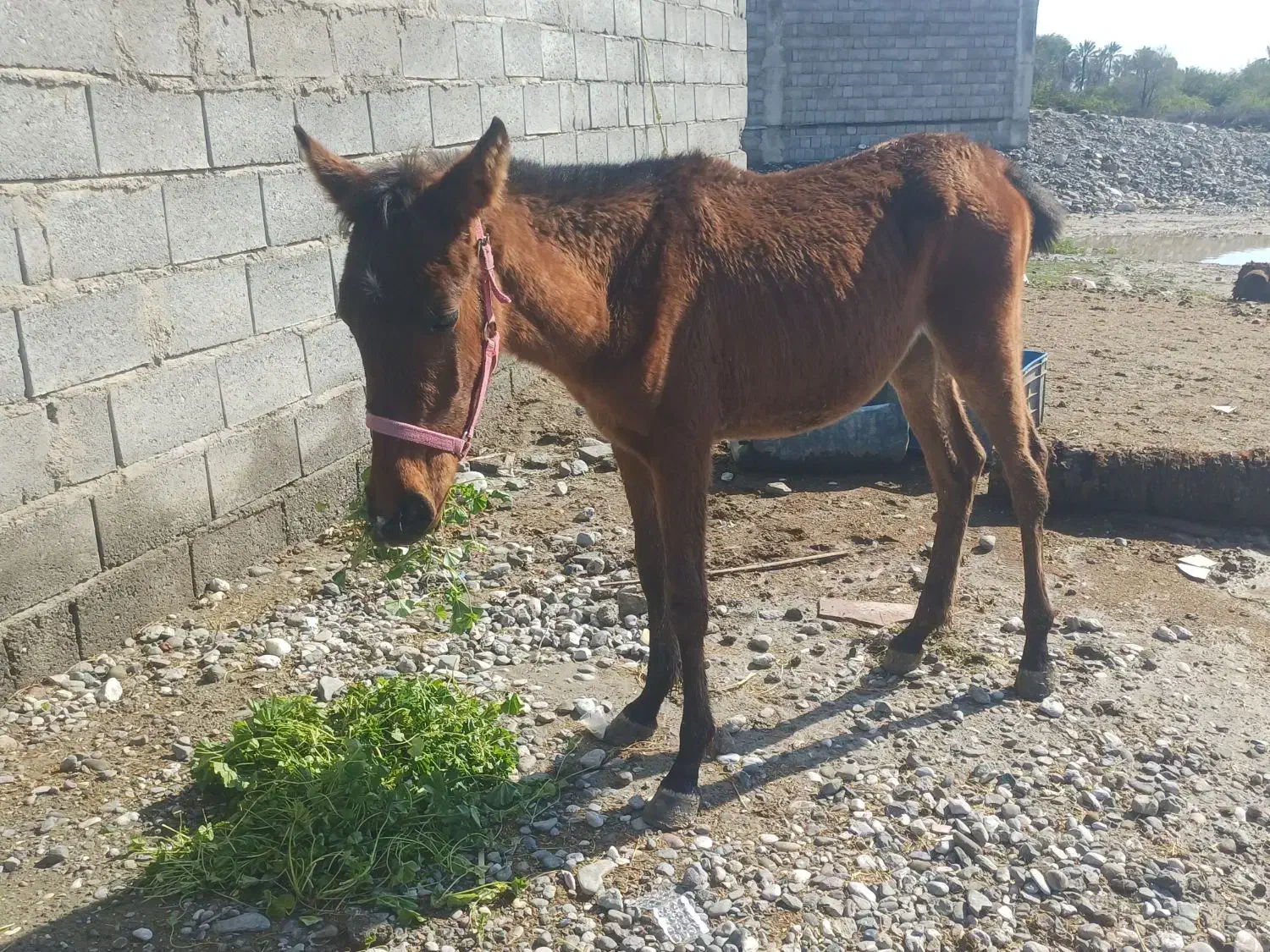 کره اسب|اسب و تجهیزات اسب‌سواری|میناب, |دیوار