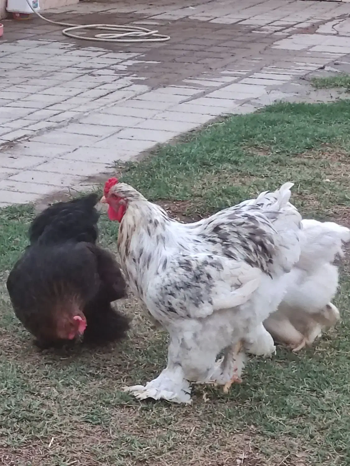 تخم نطفه دار|حیوانات مزرعه|گنبد کاووس, |دیوار