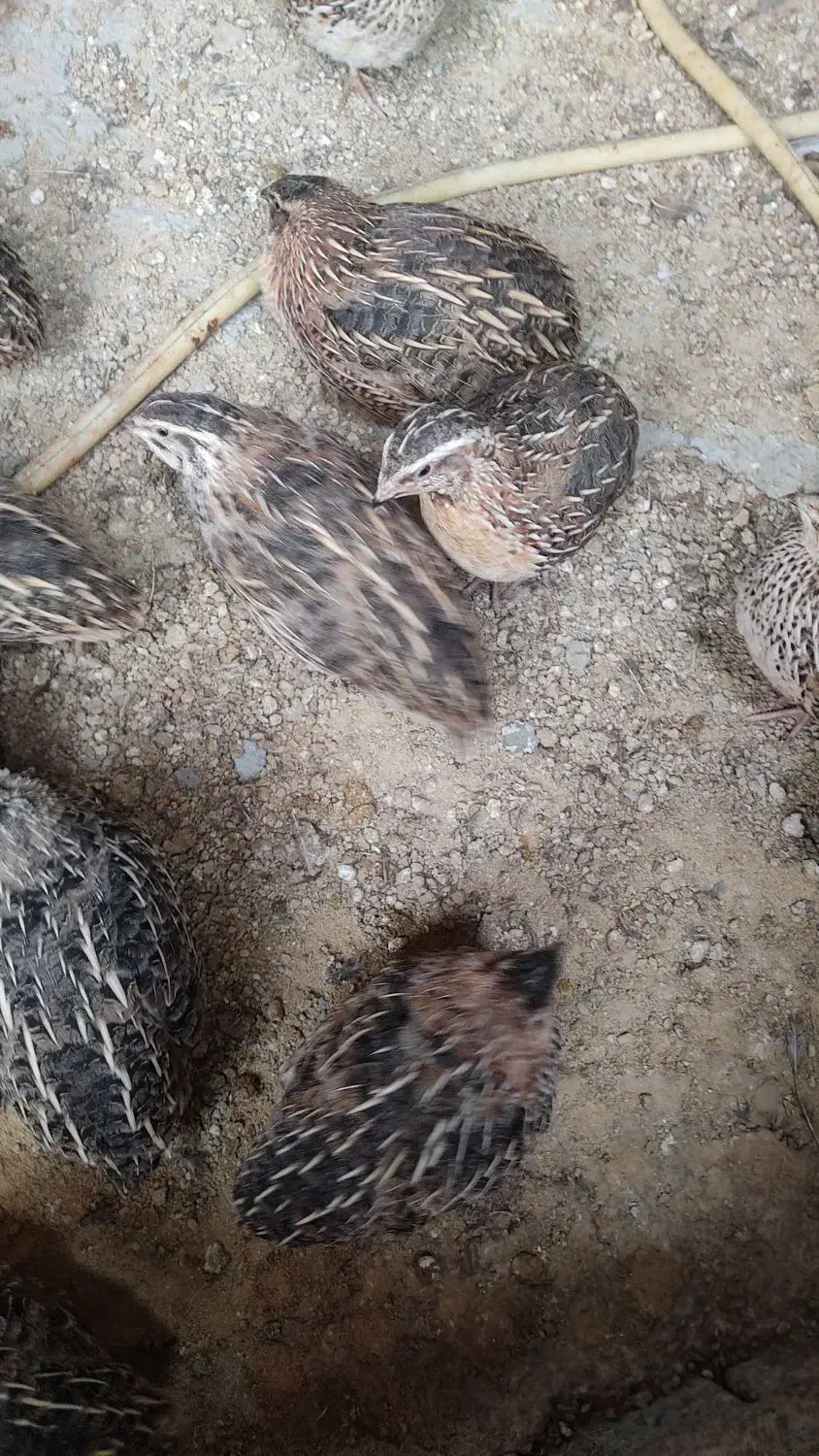 بلدرچین گوشتی و تخمگذار|حیوانات مزرعه|سمیرم, |دیوار