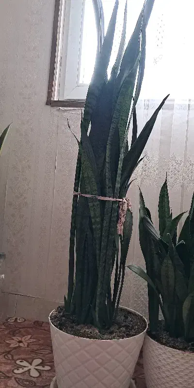 سانسوریا|گل و گیاه طبیعی|کرج, شهرک فهمیده|دیوار