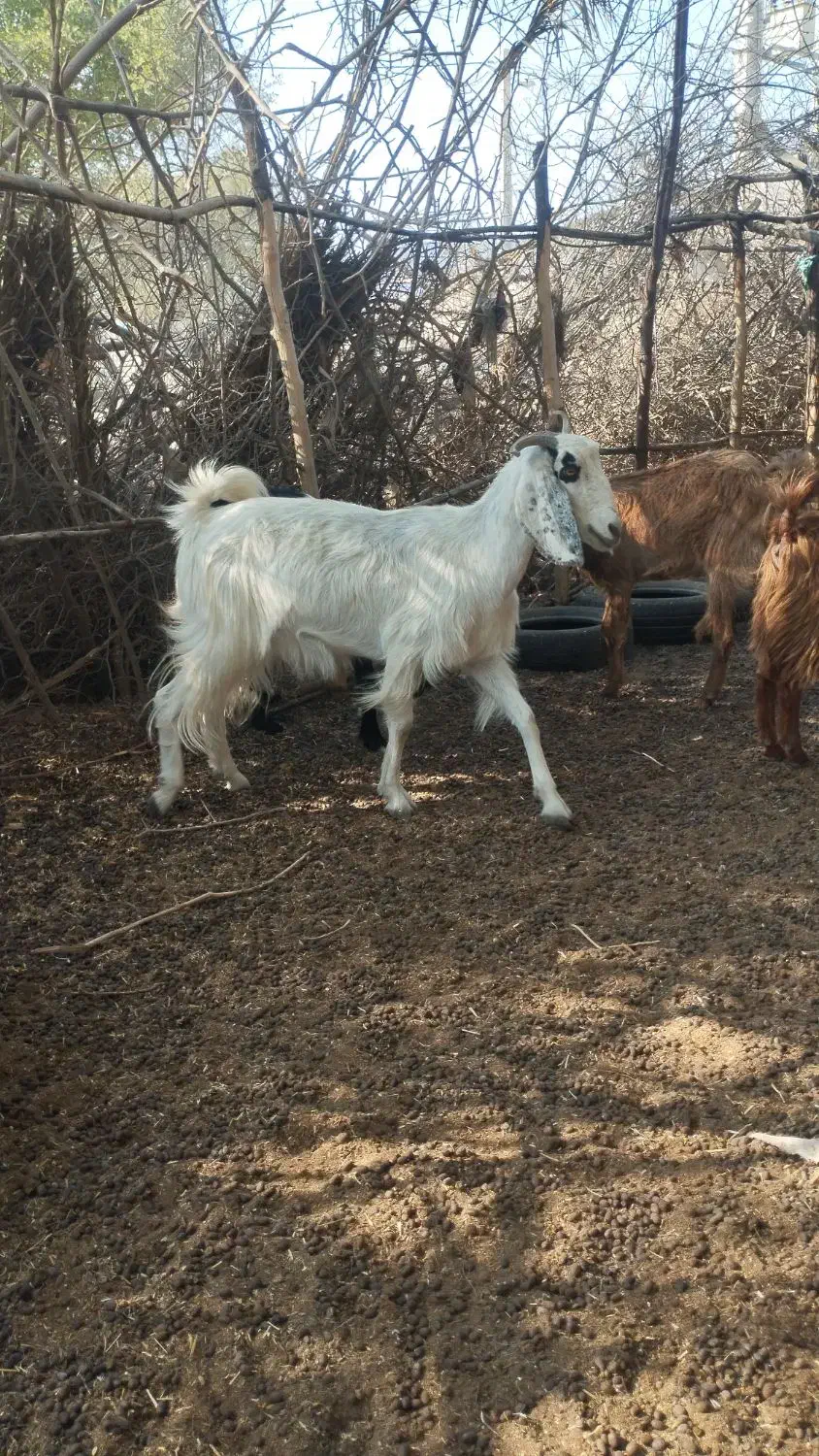 معاوضه با گاو|حیوانات مزرعه|چاه مرید, |دیوار