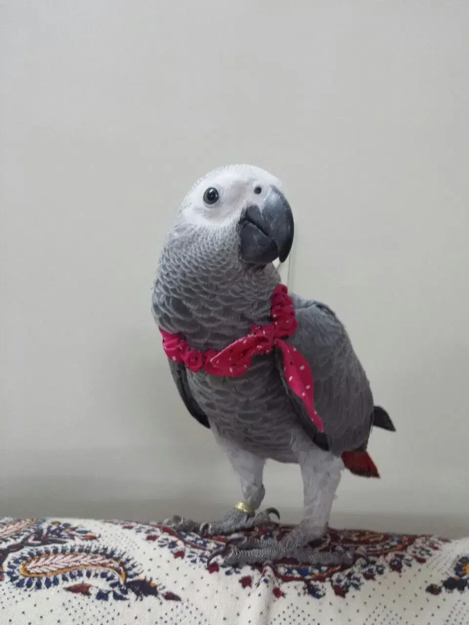 کاسکو دم قرمز|پرنده|رشت, بازار|دیوار