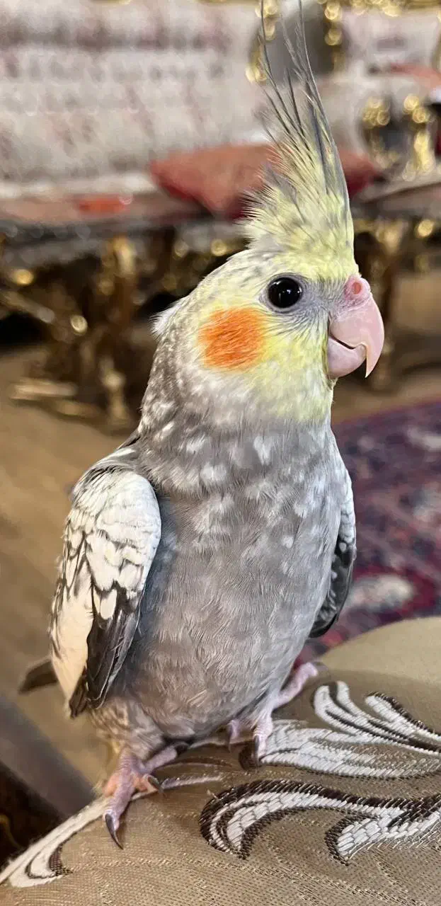 عروس هلندی بازیگوش|پرنده|سبزوار, فیاض|دیوار