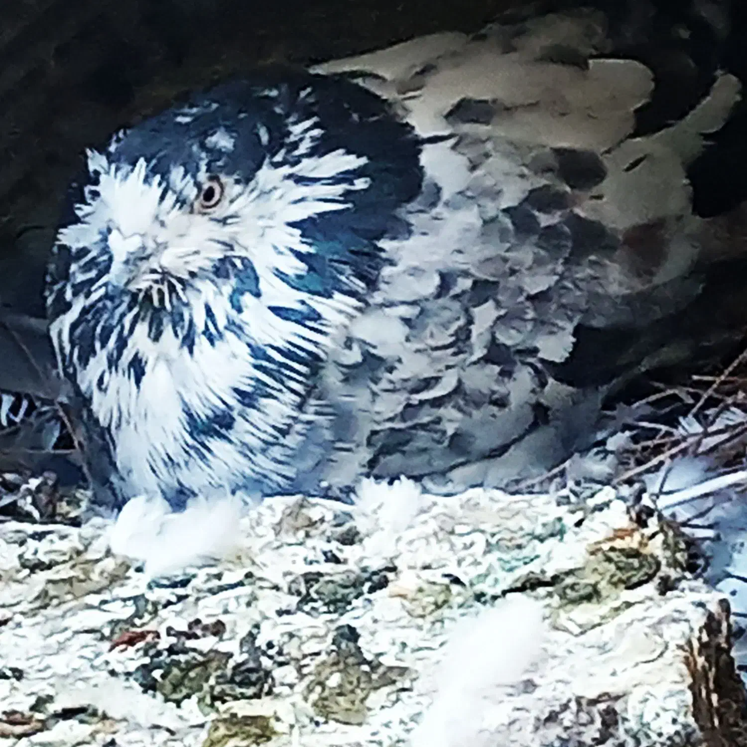 پرند|پرنده|ورزنه, |دیوار