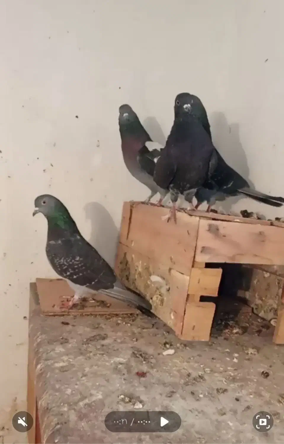 کفتر زاغ|پرنده|صفادشت, |دیوار