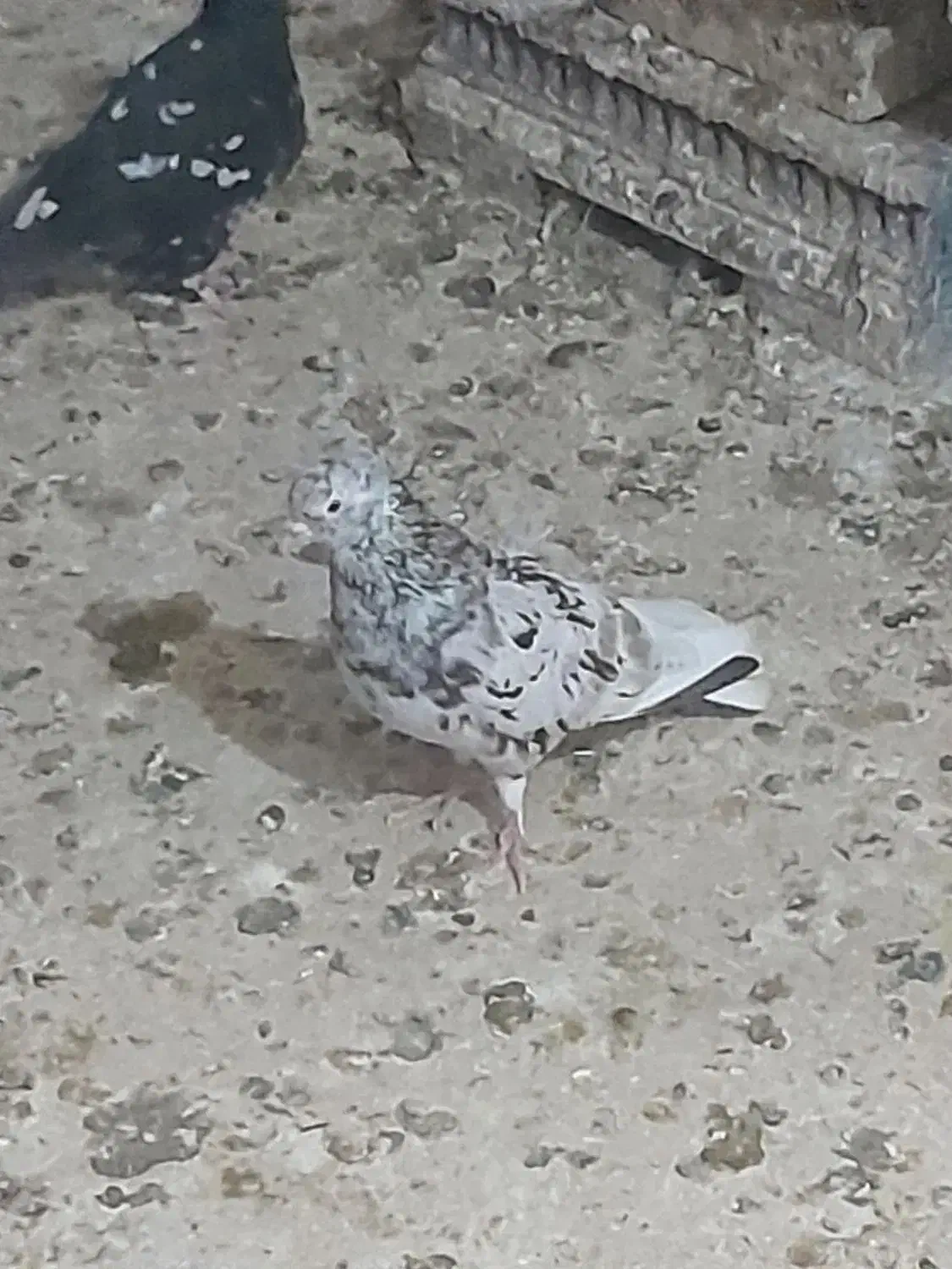 کبوتر فروشی|پرنده|اهواز, زیتون کارمندی|دیوار