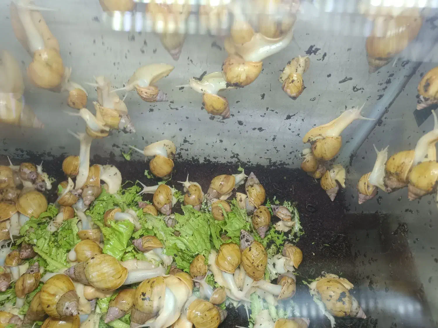 حلزون|خزنده|سمنان, |دیوار