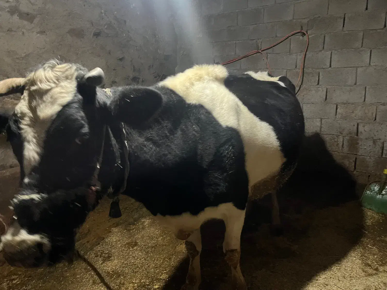 گاو شیری|حیوانات مزرعه|بیرانوند, |دیوار