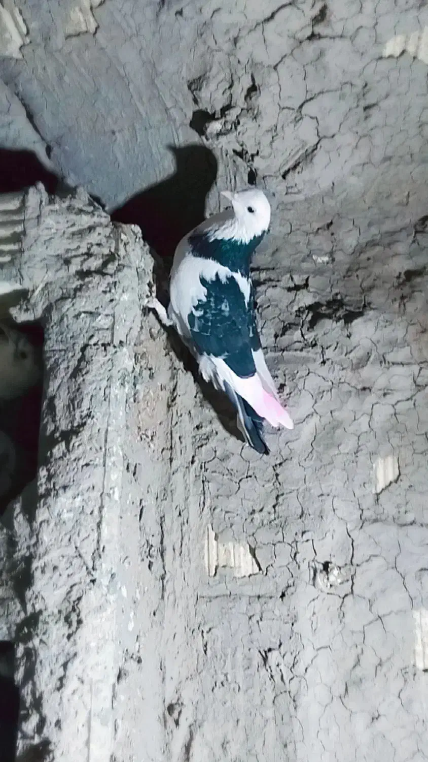 کفتر ماده|پرنده|ویسیان, |دیوار