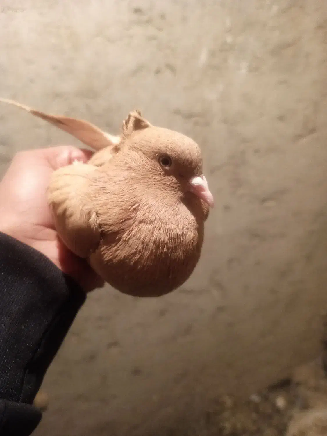 زرد دم سفیدماده|پرنده|دوگنبدان, |دیوار