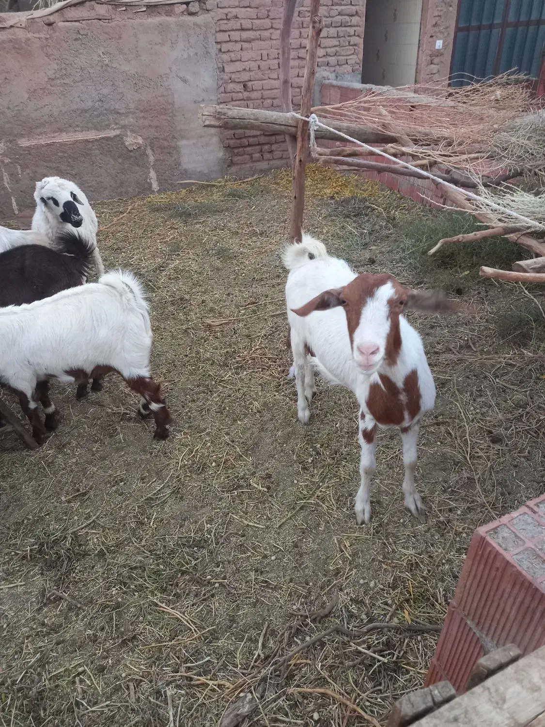 بز داشتی|حیوانات مزرعه|کرمان, |دیوار