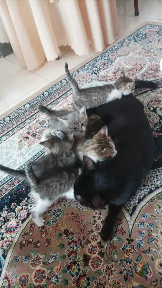 واگذاری گربه نژاددار|گربه|ماسال, |دیوار