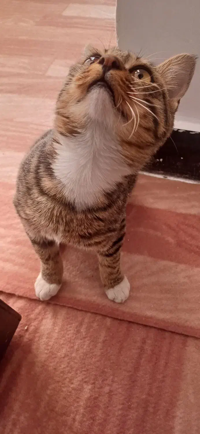 بچه گربه خانگی رایگان|گربه|محمدیه-قزوین, |دیوار