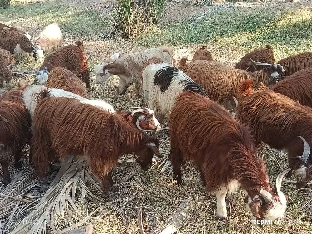 ۳۰تاکهره نر روهم جفتی ۱۲۵۰۰|حیوانات مزرعه|خشت, |دیوار