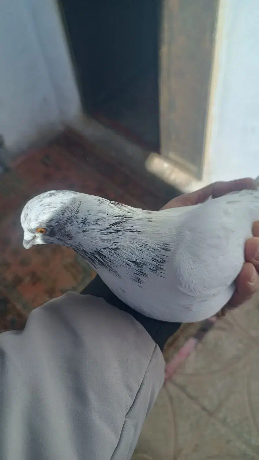 کفتر|پرنده|سجاس رود, |دیوار