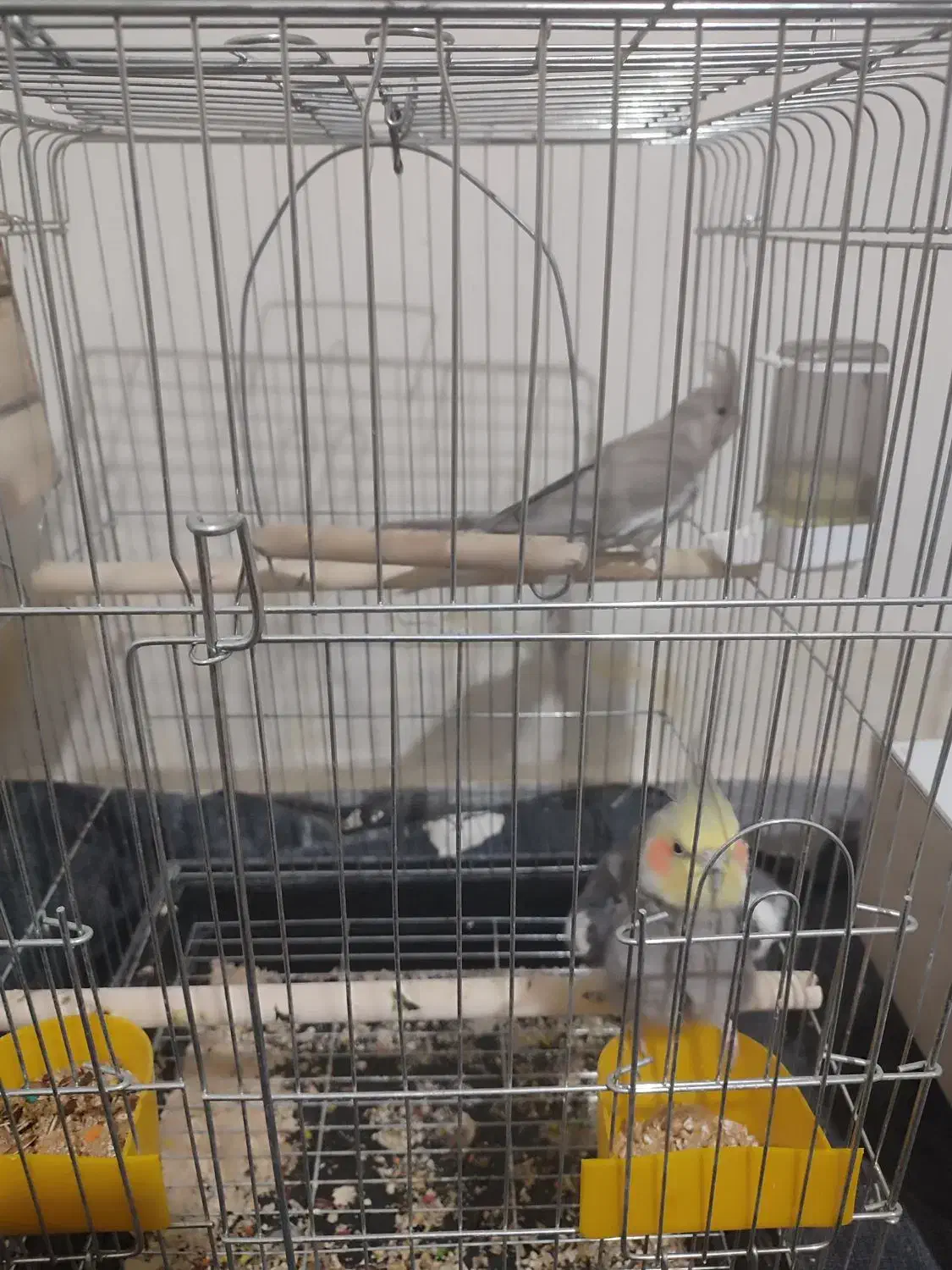 عروس هلندی|پرنده|بهارستان, |دیوار