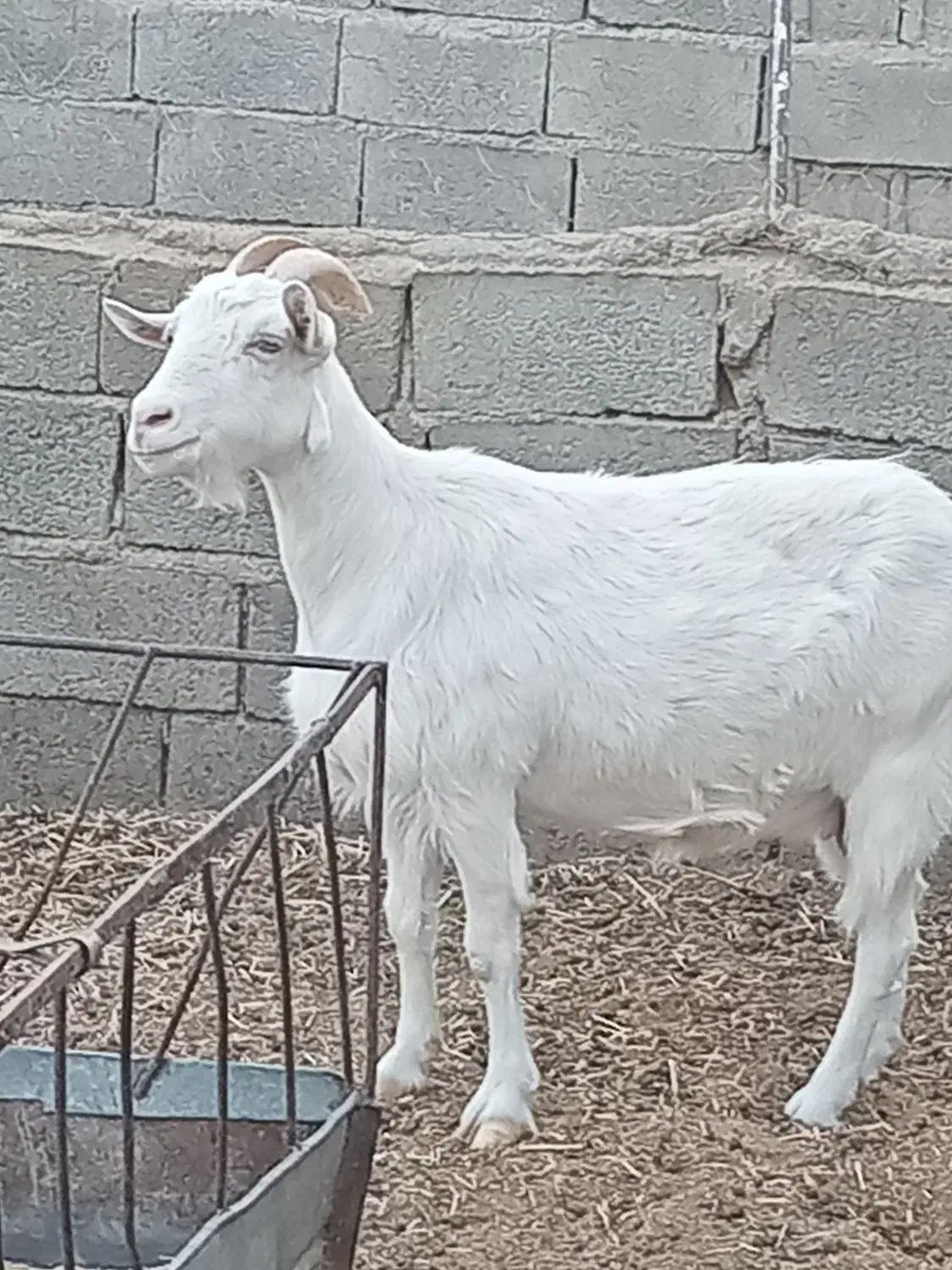 بزشیرا|حیوانات مزرعه|گناباد, |دیوار