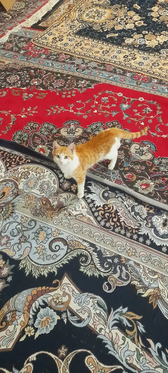 قیمت ۵۰۰۰۰۰۰۰میلیون|گربه|چاراویماق, |دیوار