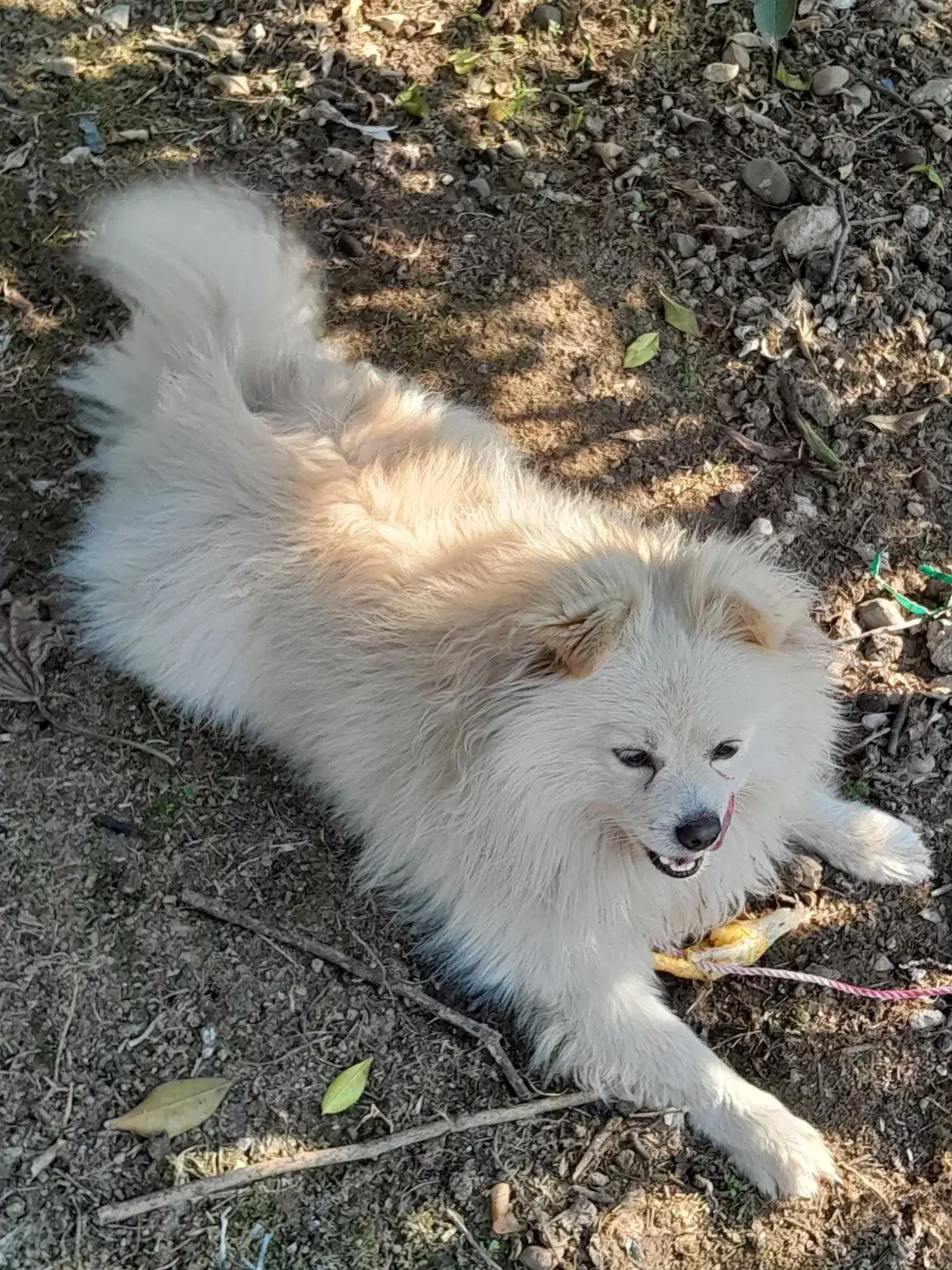 سگ پاکوتاه پامرانیان|سگ|قائم‌شهر, |دیوار