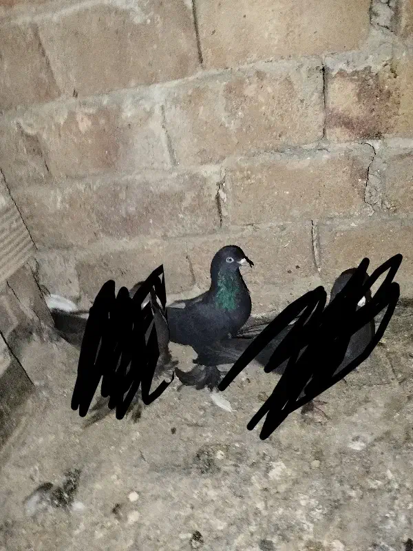 کفتر قره|پرنده|تبریز, |دیوار