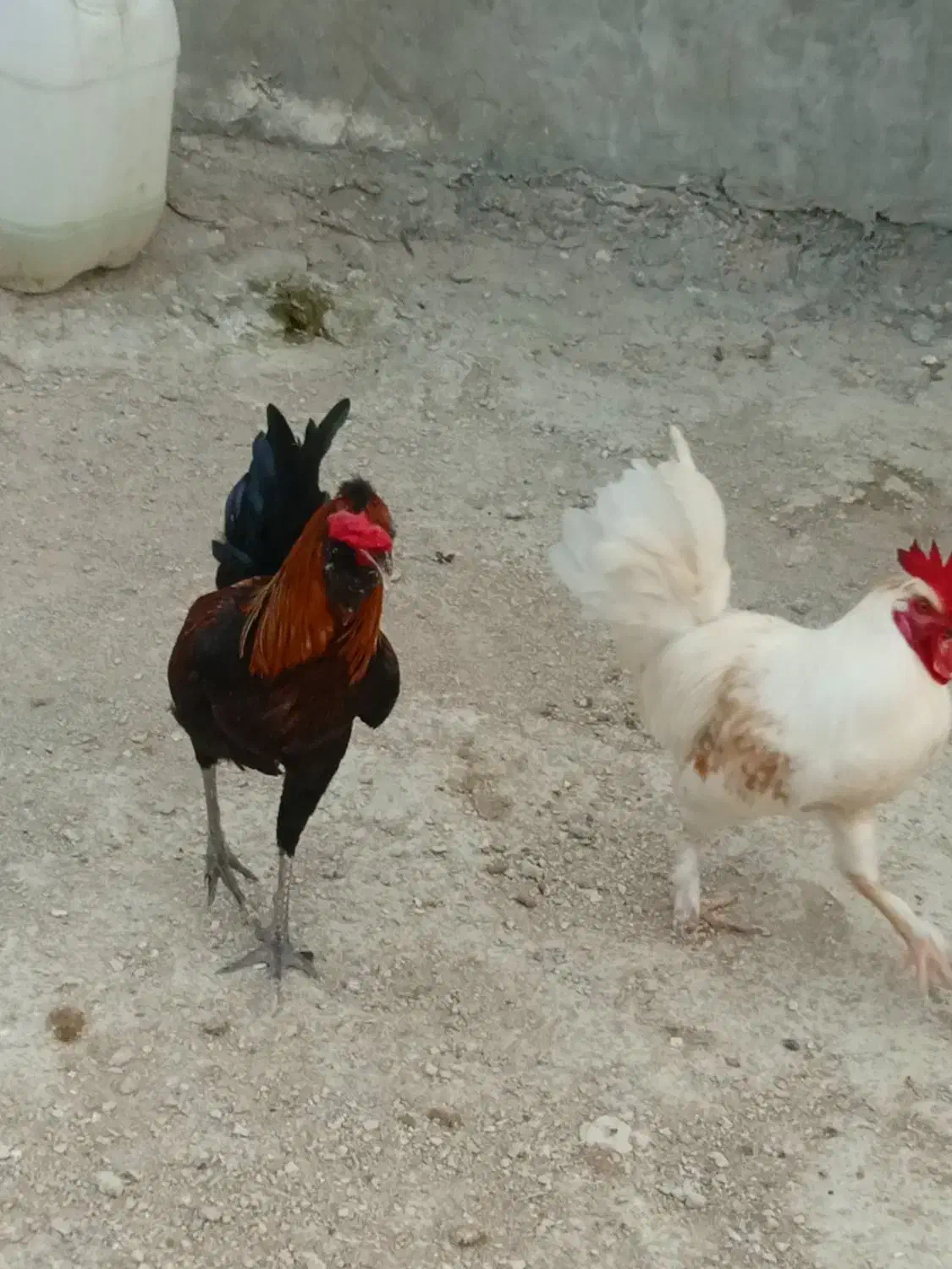 خروس|حیوانات مزرعه|قشم, |دیوار