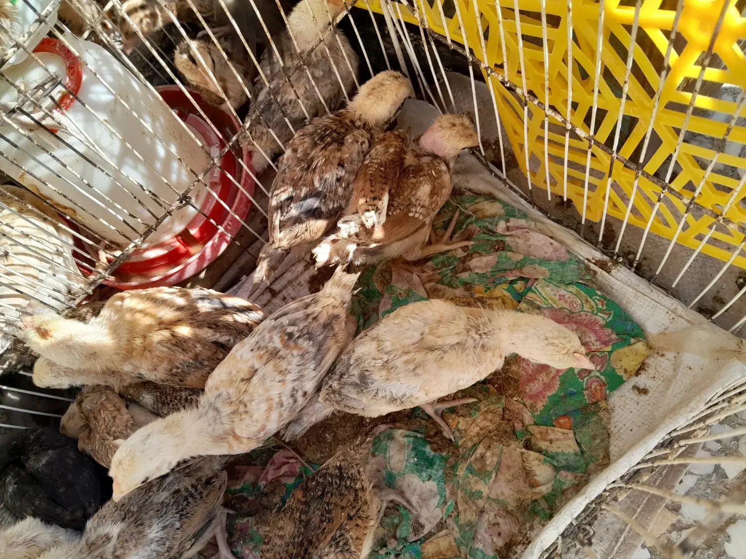 جوجه محلی زابلی ۵۰روزه|حیوانات مزرعه|نیمروز, |دیوار