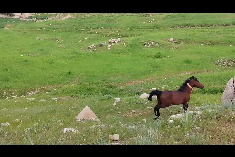 اسب و مادیون|اسب و تجهیزات اسب‌سواری|بهبهان, |دیوار