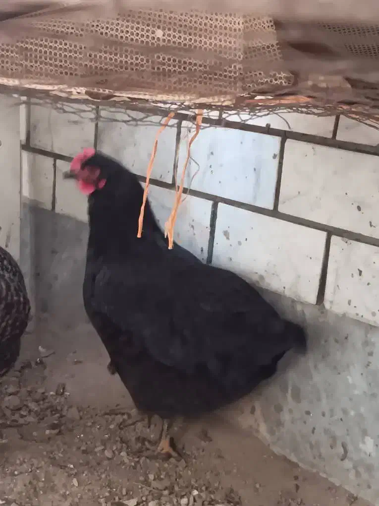 دو عدد مرغ خانگی|پرنده|تهران, افسریه جنوبی|دیوار