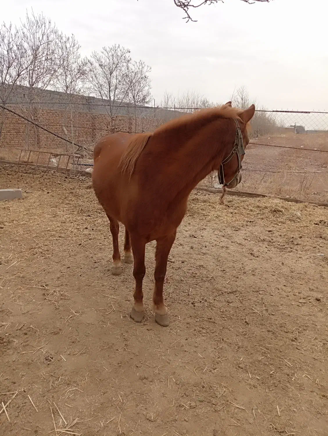 مادیان|اسب و تجهیزات اسب‌سواری|دشتابی, |دیوار