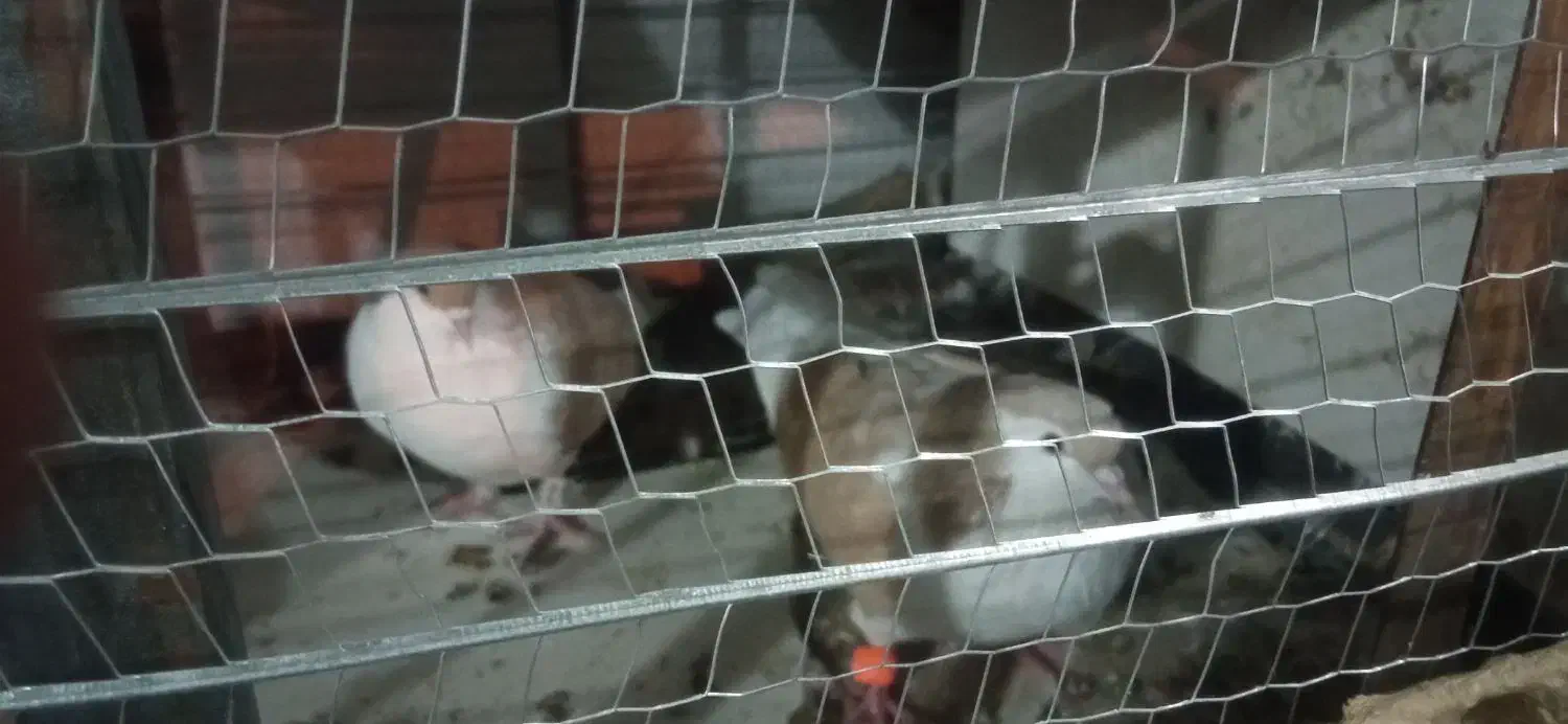 کفتر|پرنده|بیرجند, |دیوار