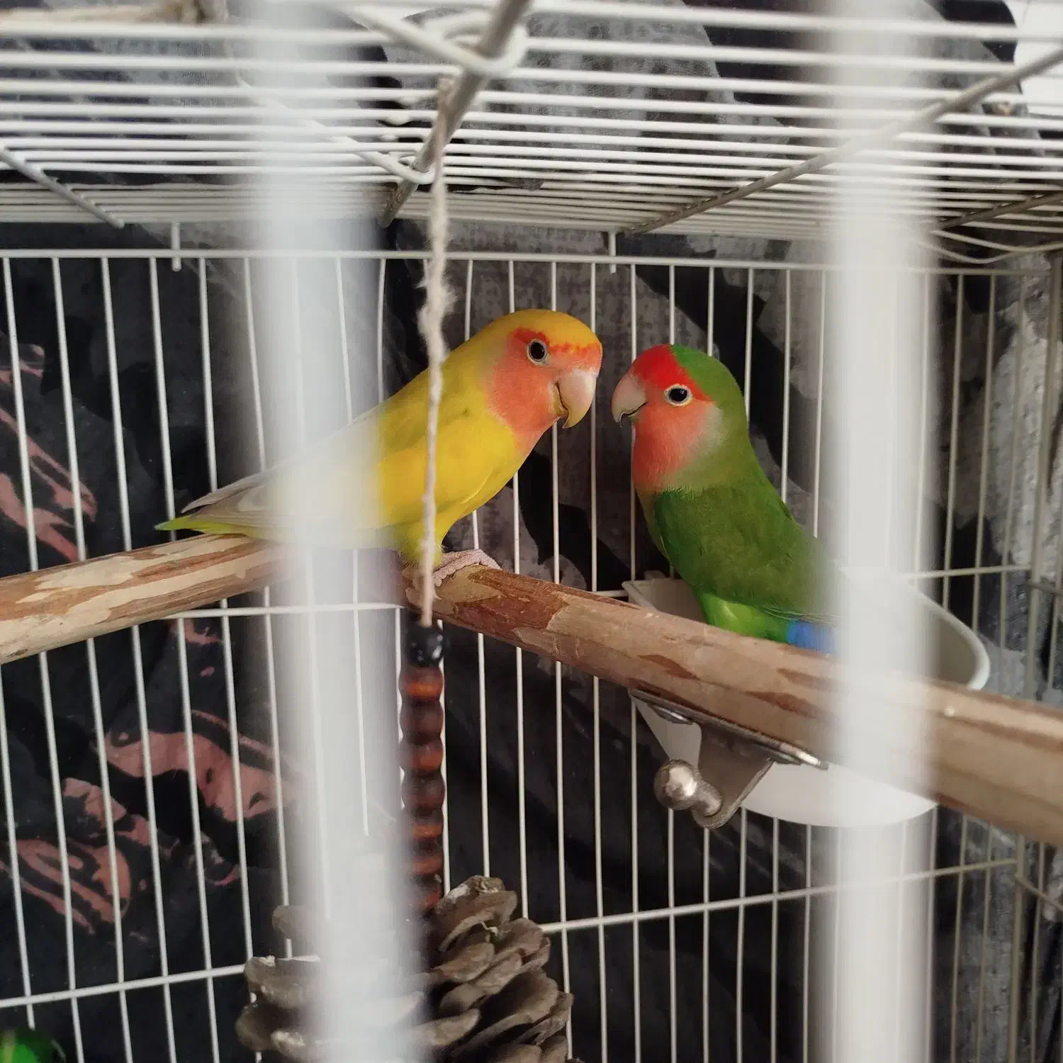 عروس هلندی سخنگو ،کوتوله|پرنده|الیگودرز, |دیوار