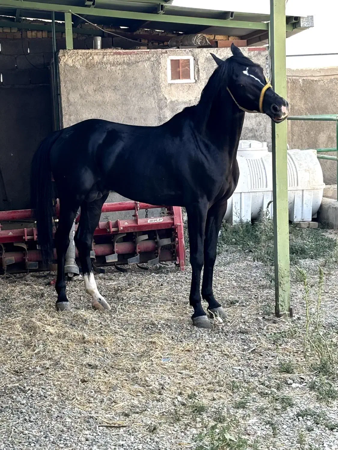 اسب|اسب و تجهیزات اسبسواری|دورود, |دیوار