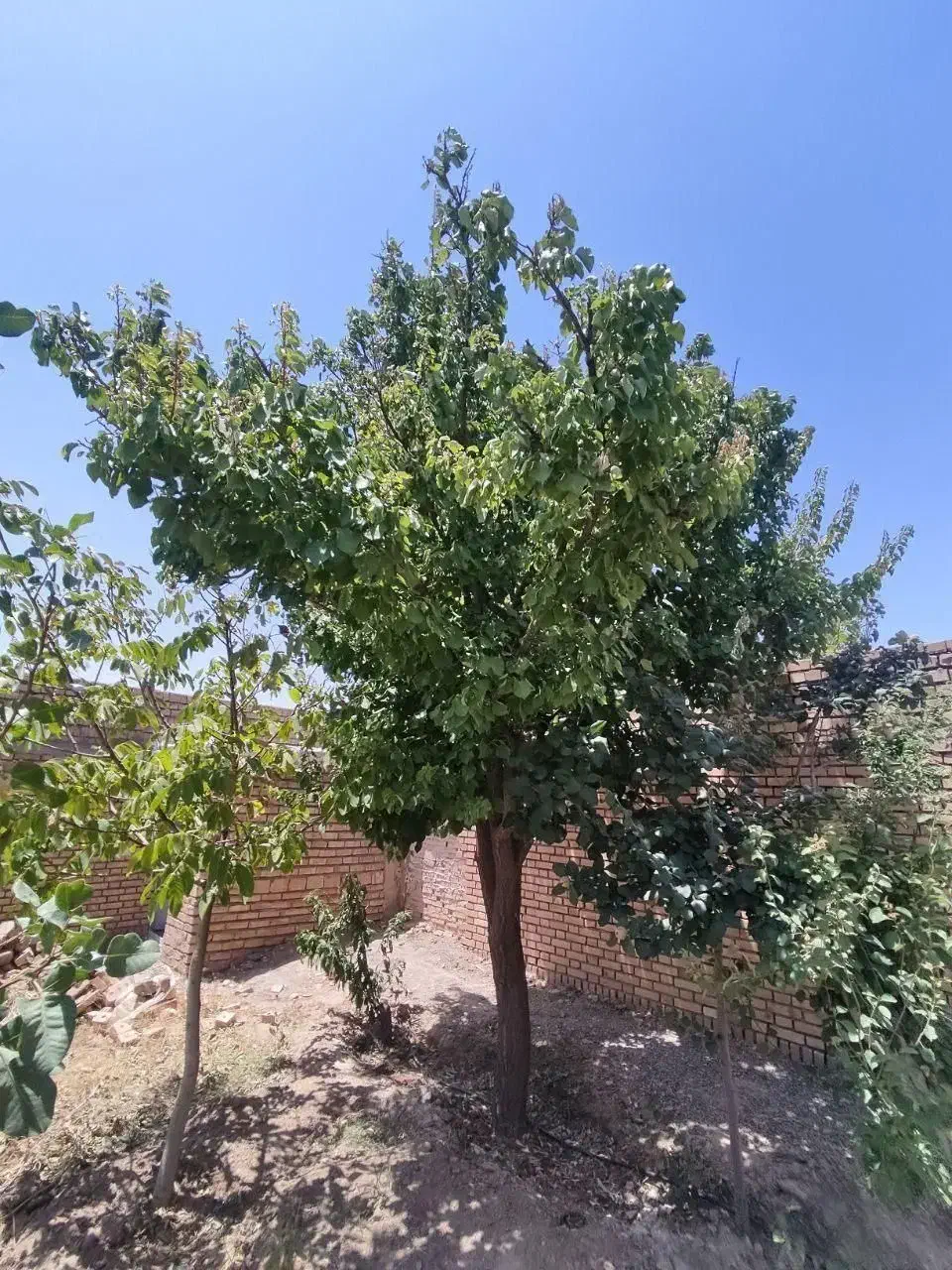 خانه ویلایی ، باغچه ( 30 درصد چک )|فروش خانه و ویلا|زبرخان, |دیوار