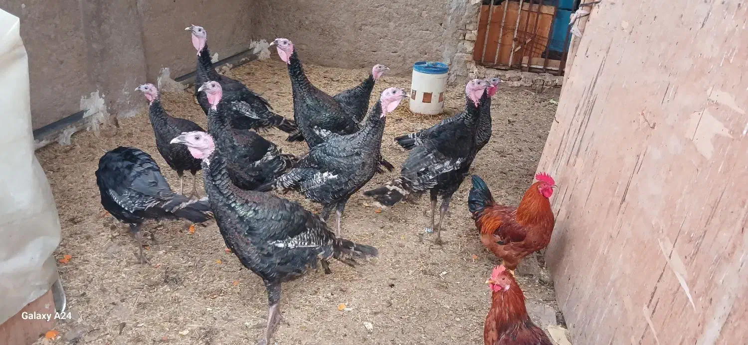 فروش بوقلمون سالم وسرحال|حیوانات مزرعه|شریفآباد, |دیوار