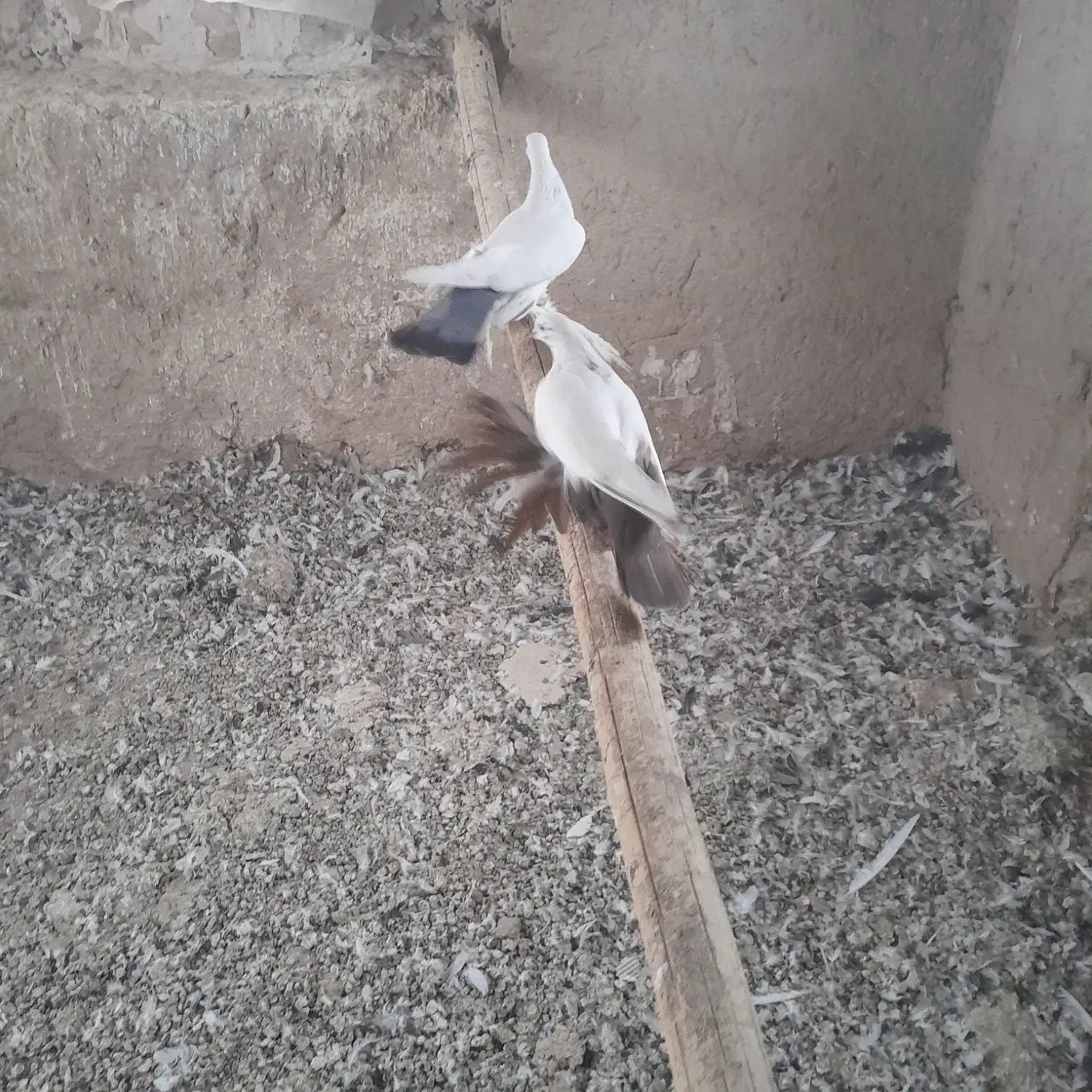 کفتر|پرنده|تبریز, |دیوار