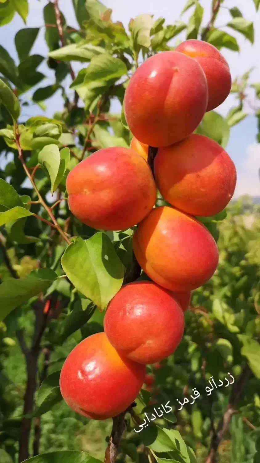 فروش نهال پیوندی و اصلاح شده|خدمات باغبانی و درختکاری|شهرکرد, |دیوار