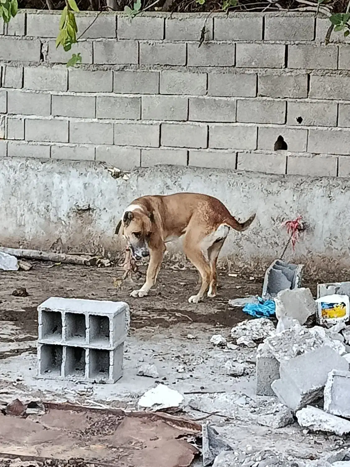 سگ سراب افغان|سگ|فاضل آباد, |دیوار