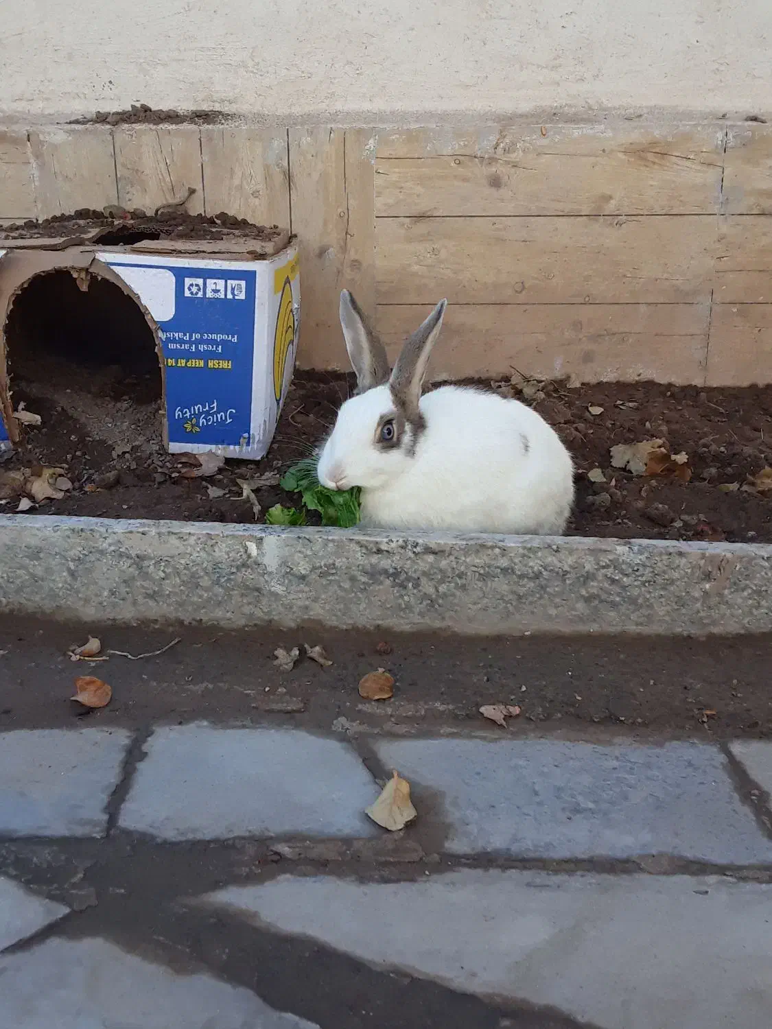 خرگوش|موش و خرگوش|بیرجند, |دیوار