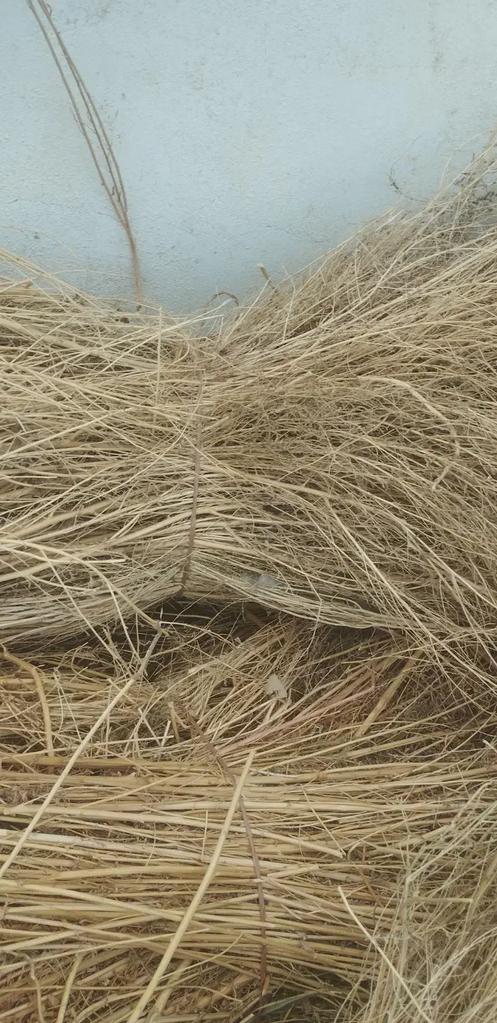 جارو دستی|لوازم نظافت|خوی, |دیوار