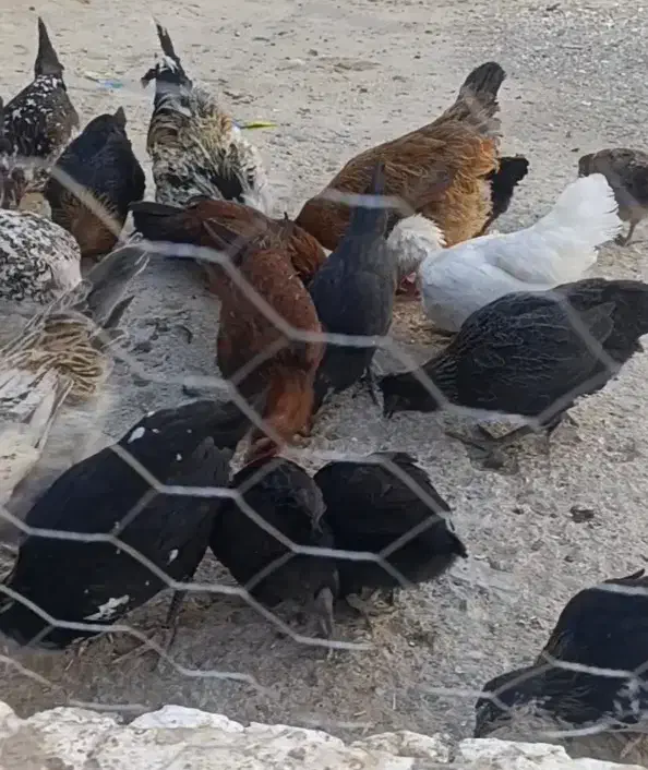 مرغ خروس جوجه|حیوانات مزرعه|بروجرد, |دیوار