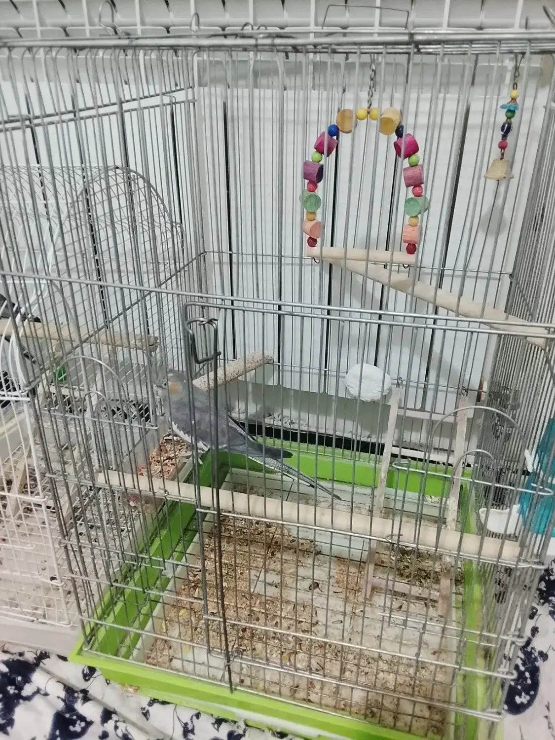 عروس هلندی ماده. آماده جفت گیری و جوجه کشی|پرنده|محمدشهر, ولدآباد|دیوار