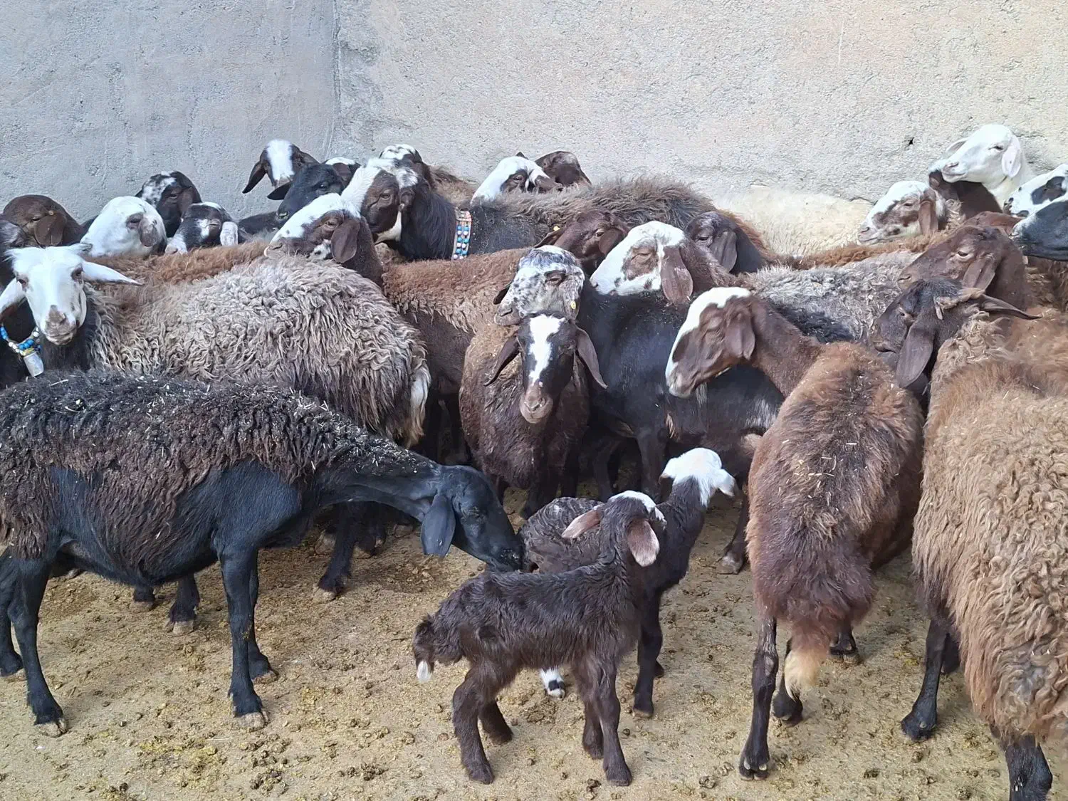 فروش ۳۰راس میش داشتی سالم جوان|حیوانات مزرعه|بروجرد, |دیوار